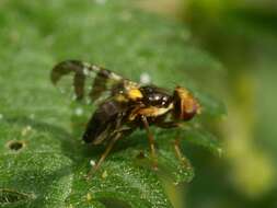 Imagem de Rhagoletis cerasi (Linnaeus 1758)