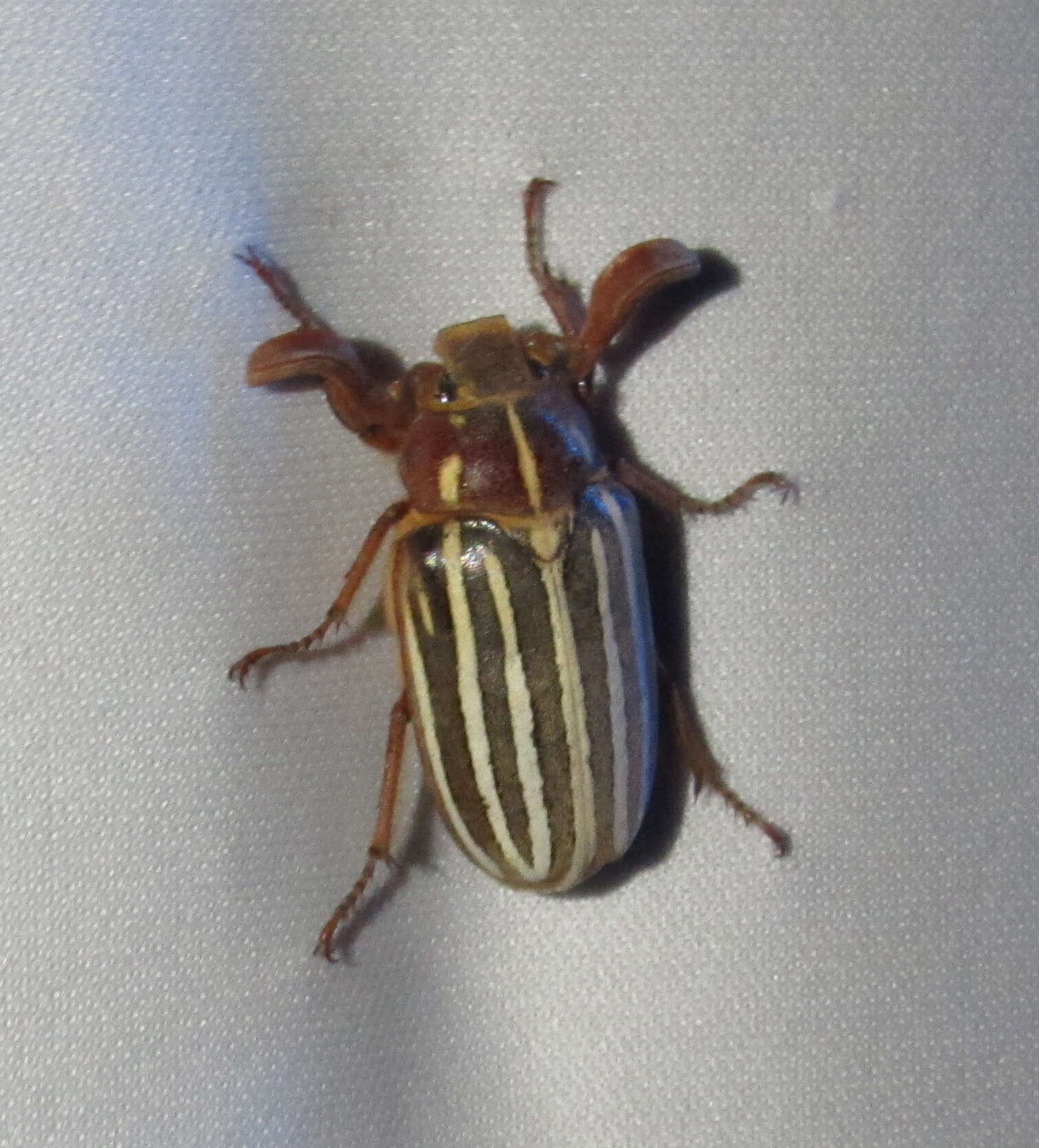 Image of Ten-lined June Beetle