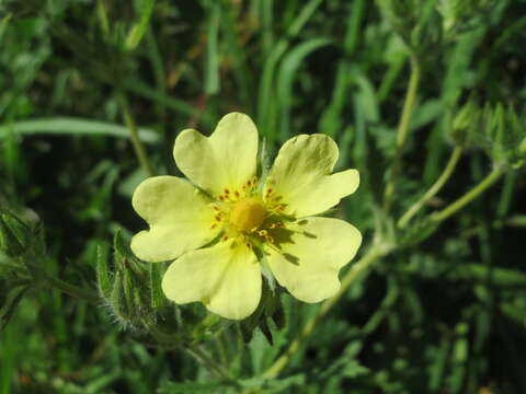 Imagem de Potentilla recta L.