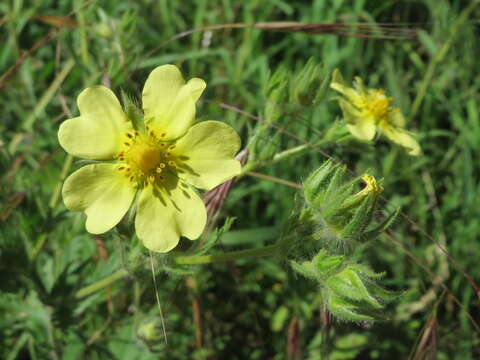 Image of sulphur cinquefoil