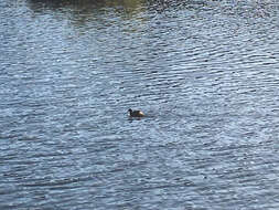 Image of Australasian Grebe