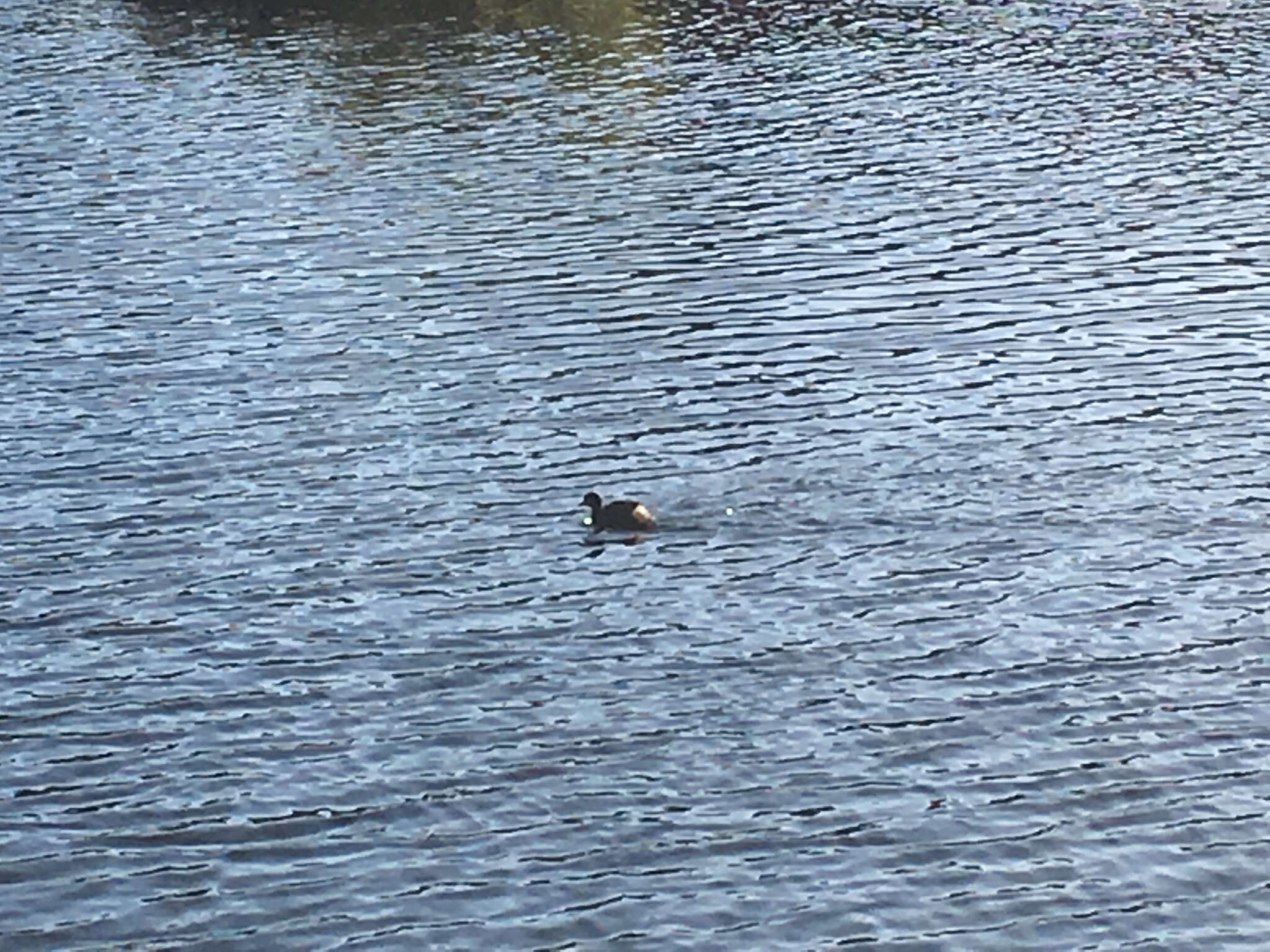 Image of Australasian Grebe