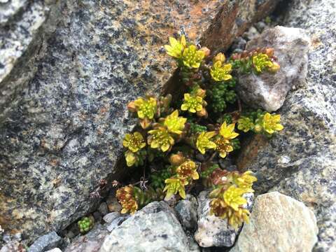 Image of Sedum alpestre Vill.