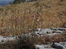 صورة Armeria saviana Selvi