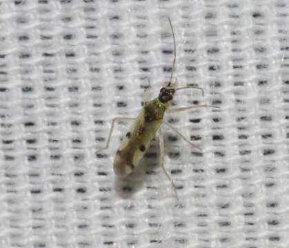 Image of Suckfly