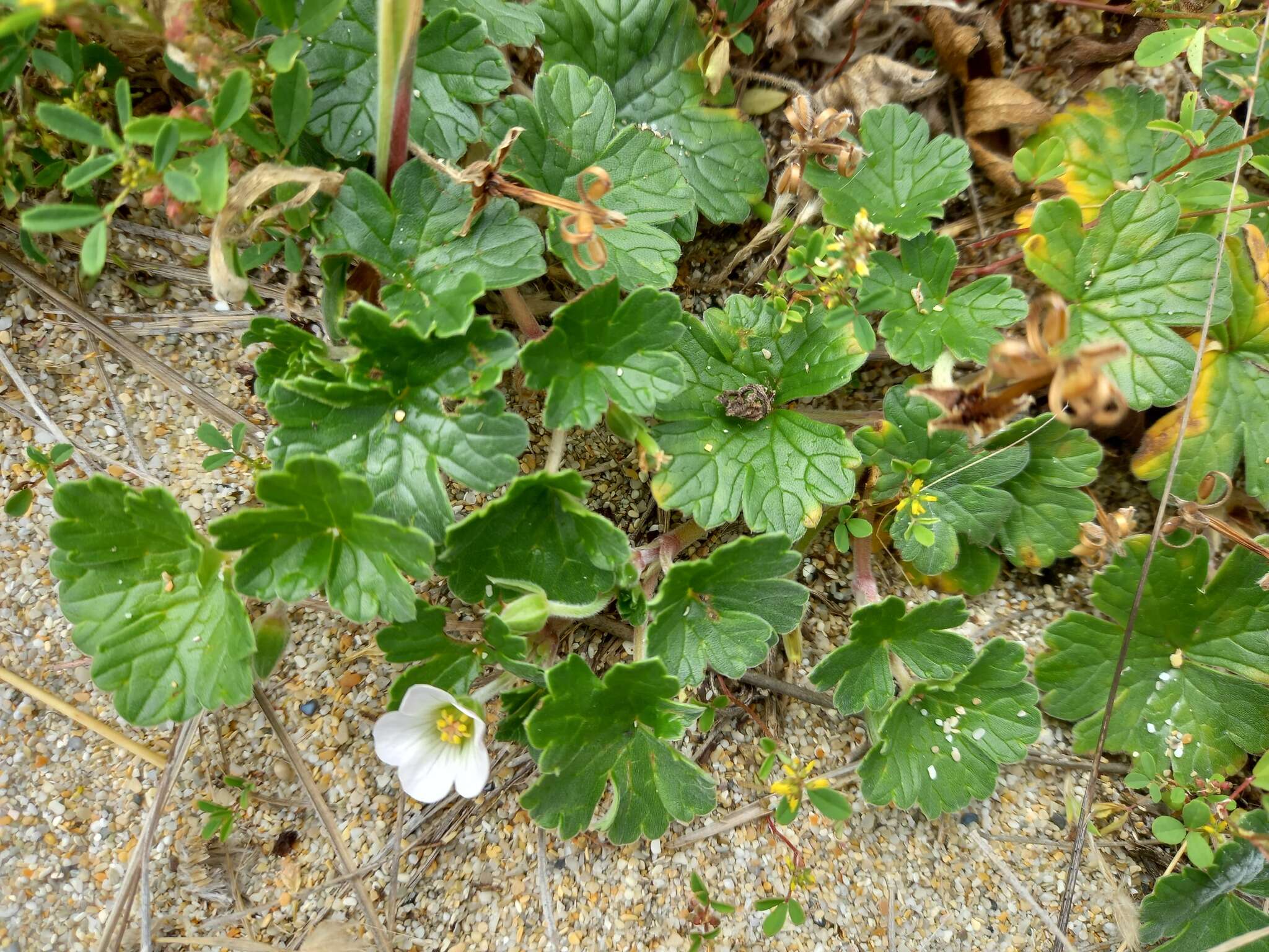 Sivun Geranium traversii Hook. fil. kuva