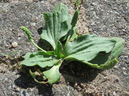 Image of Broadleaf Plantain