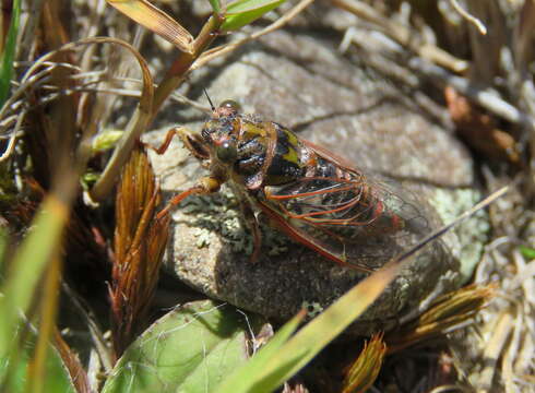 Image of Campbell’s cicada