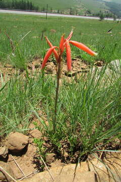 Aloe kniphofioides Baker resmi