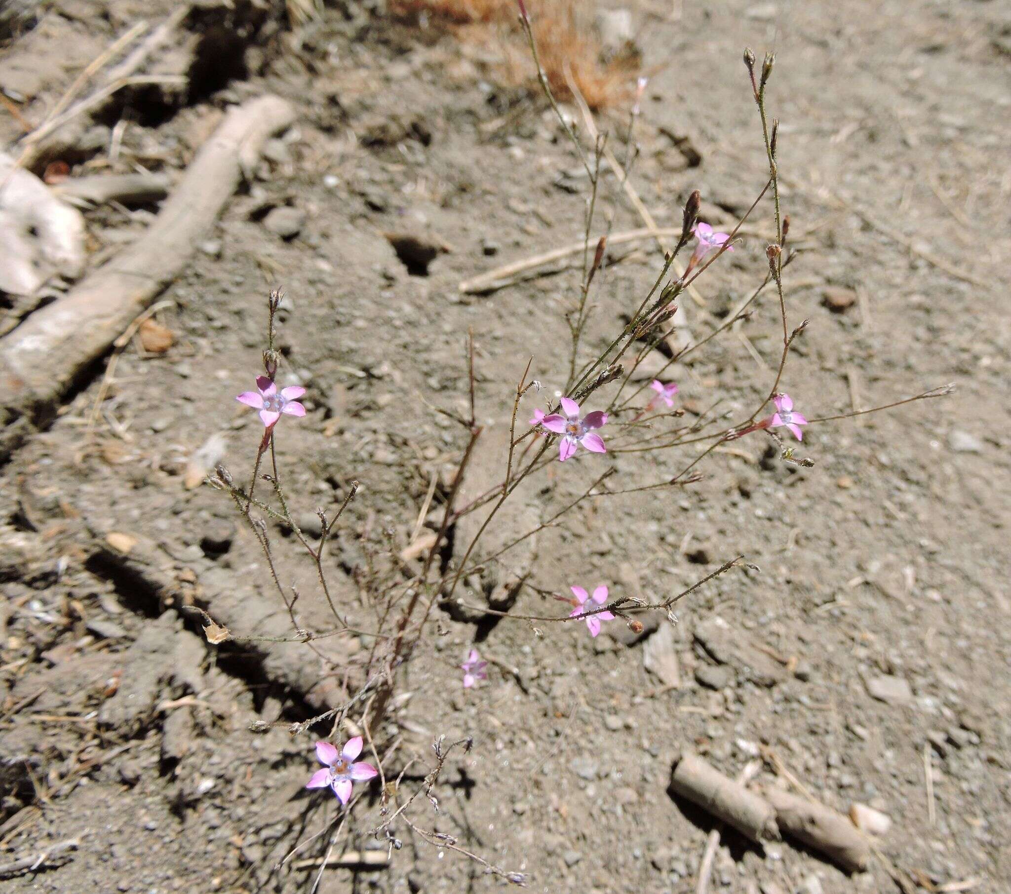 Image of volcanic gilia