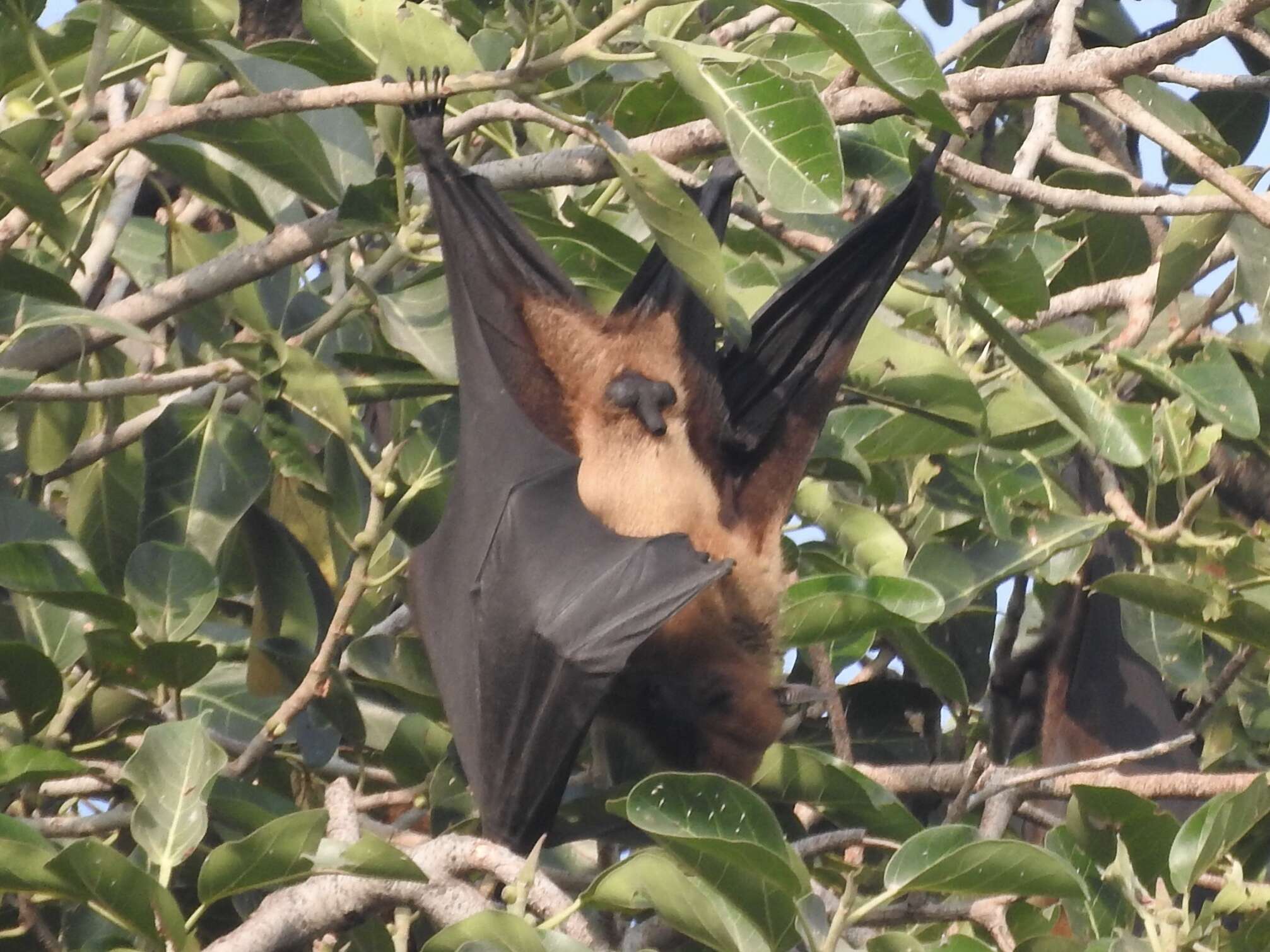 Image of Indian Flying Fox