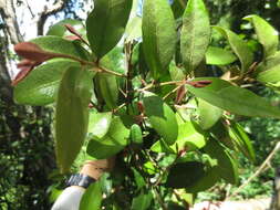 Image of Planchonella myrsinifolia (F. Muell.) Swenson, Bartish & Munzinger