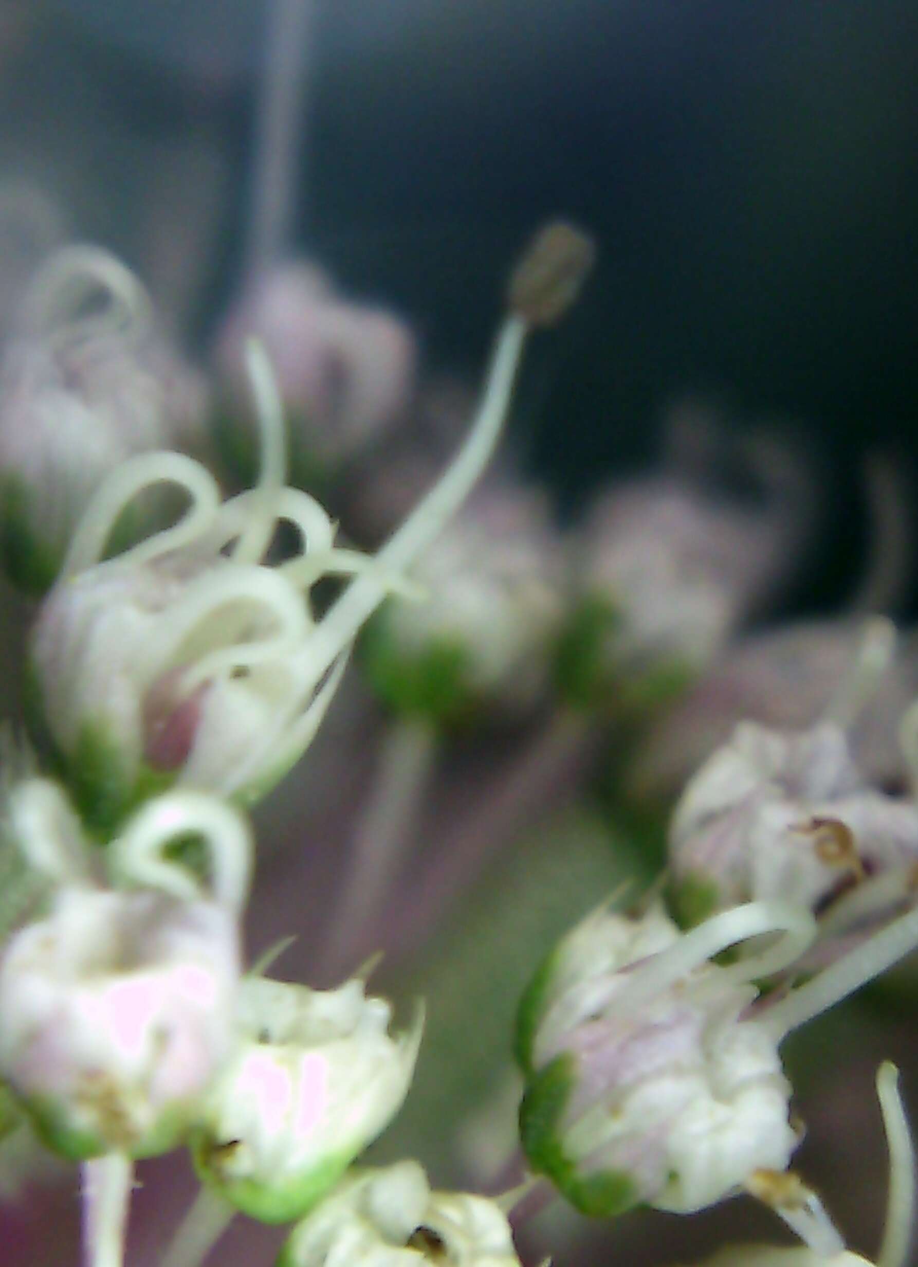 Imagem de Astrantia major L.