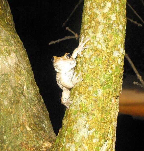 Image of Vermiculated Tree Frog