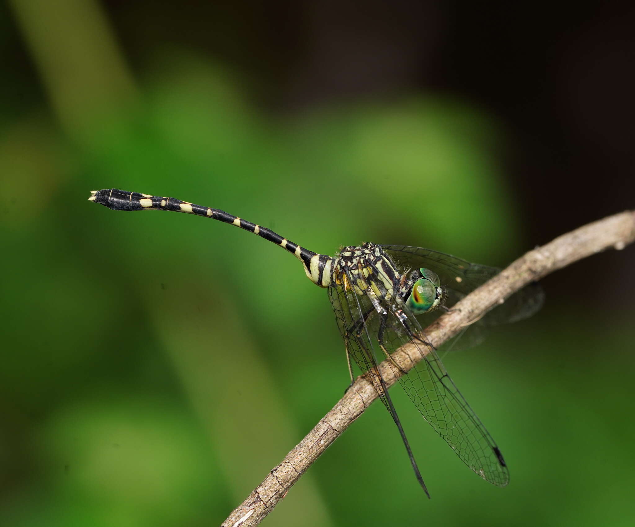 Image of Common Archtail