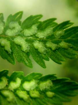 Image of Lady-fern