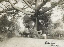 Image of ceiba