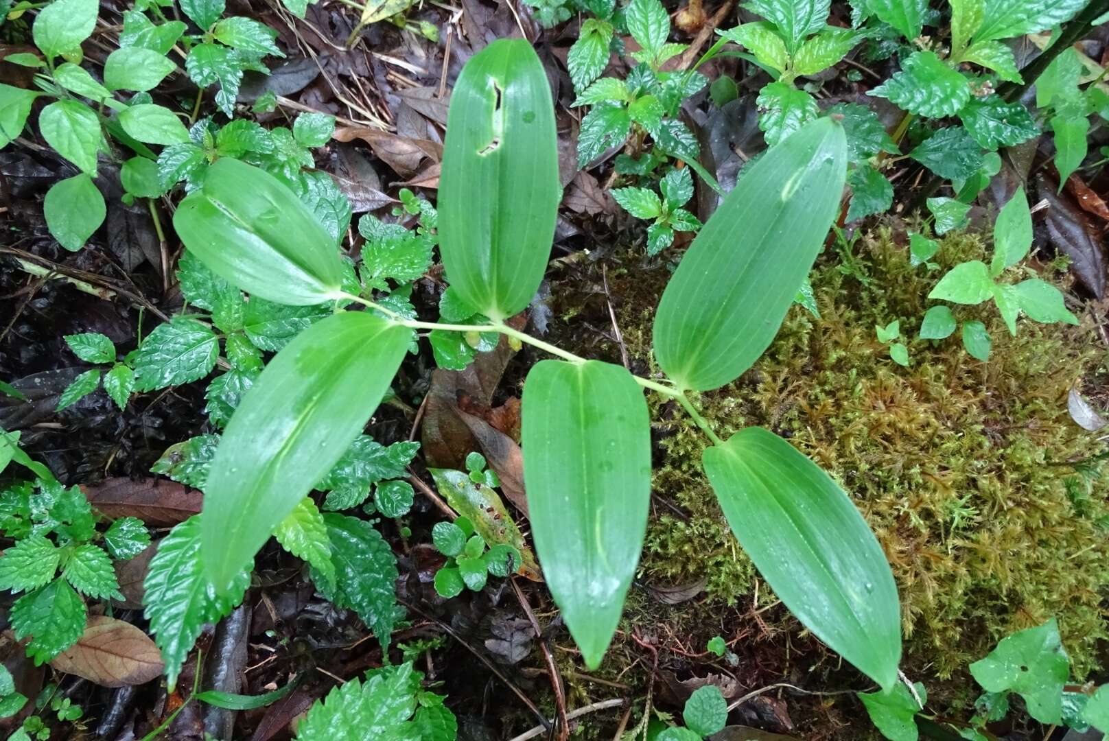 Sivun Heteropolygonatum alte-lobatum (Hayata) Y. H. Tseng, H. Y. Tzeng & C. T. Chao kuva