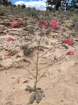 Image of coral gilia