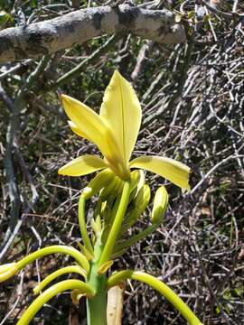 Image of Vanilla humblotii Rchb. fil.