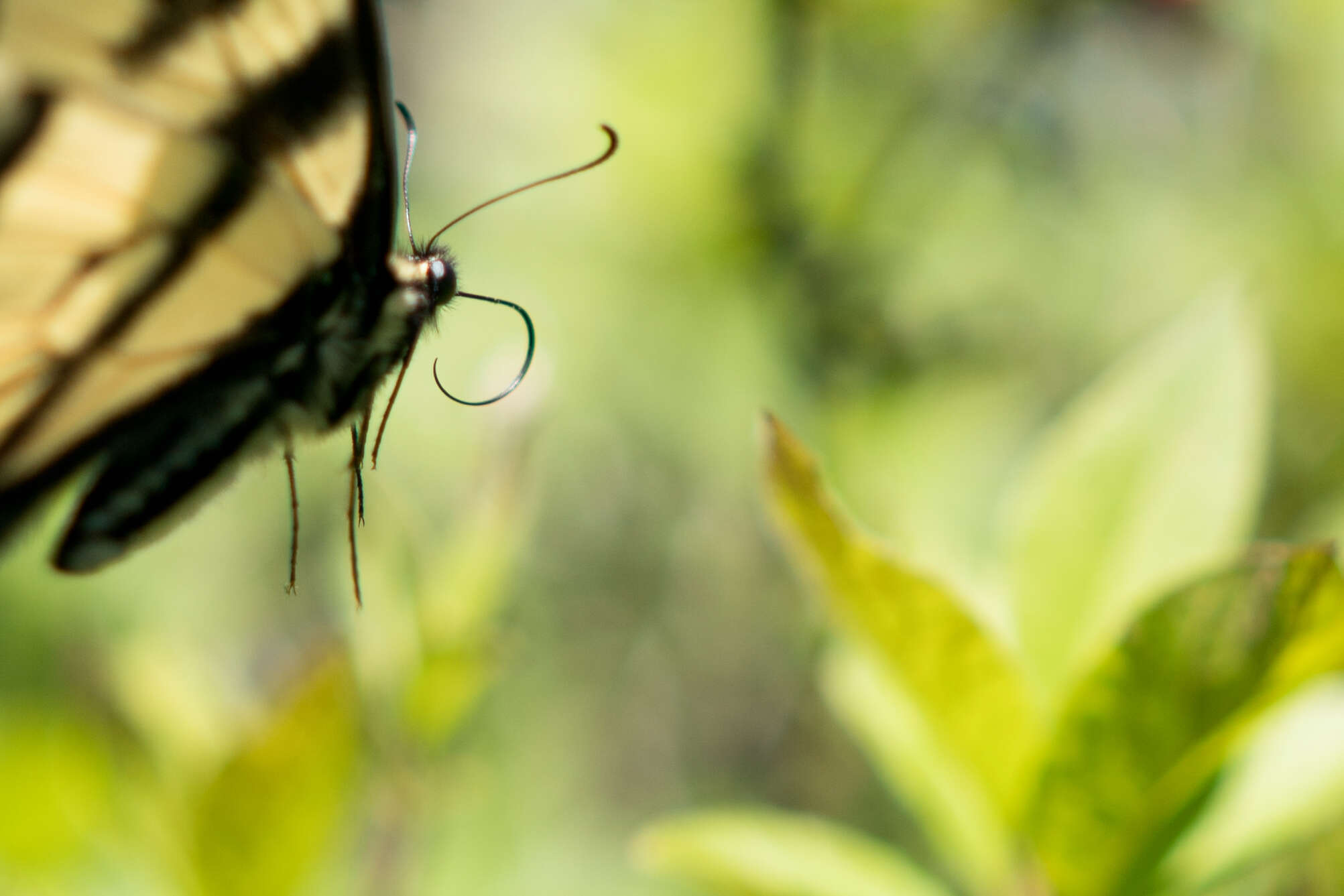 صورة Papilio rutulus Lucas 1852