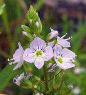 Image of Blue Water-speedwell