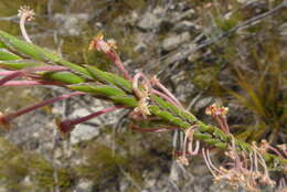 Image of Struthiola garciana C. H. Wright