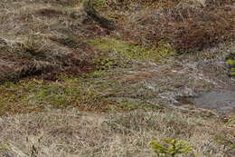 Слика од Sphagnum cuspidatum Ehrhart ex G. F. Hoffmann 1796
