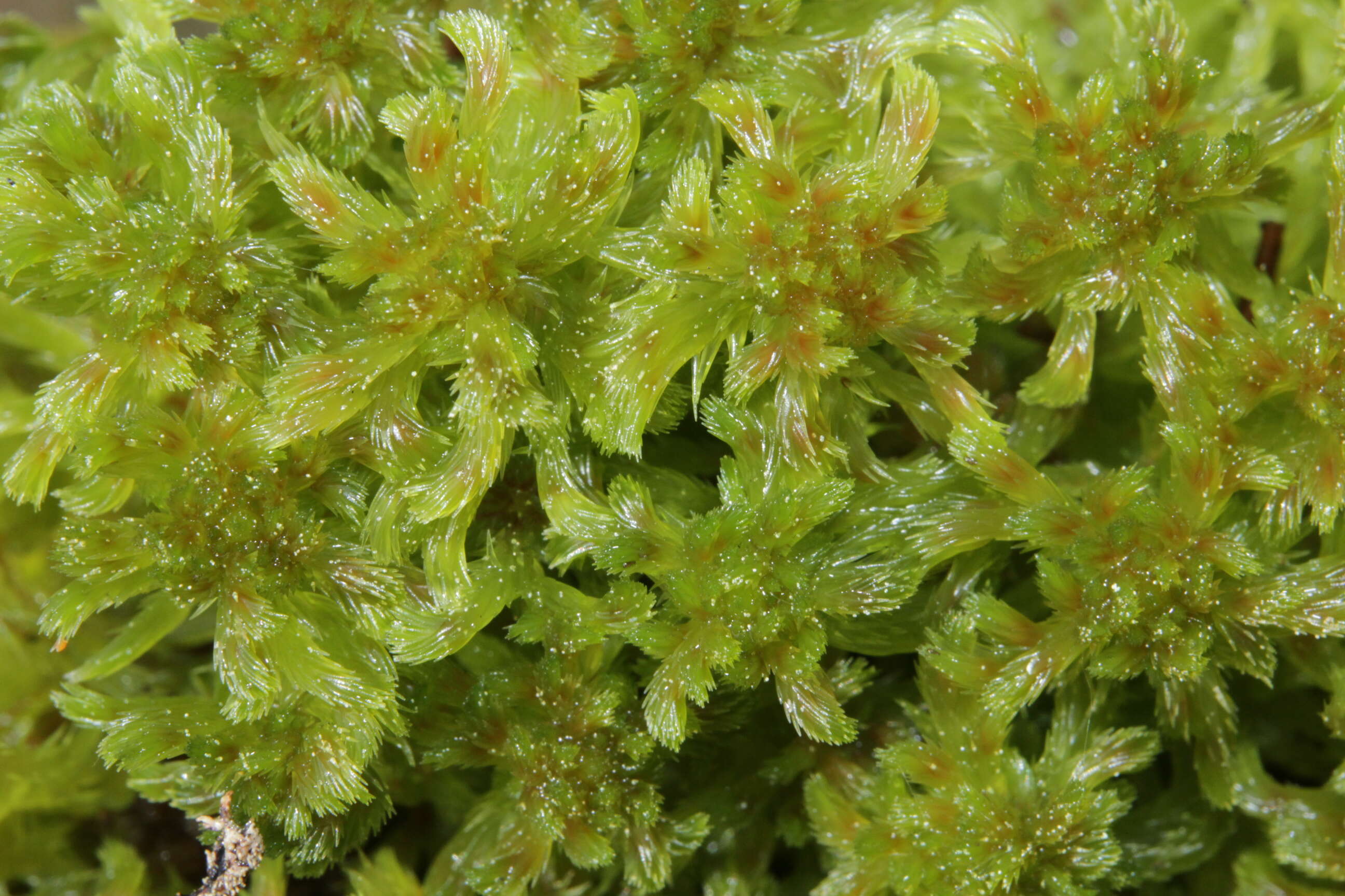 Слика од Sphagnum cuspidatum Ehrhart ex G. F. Hoffmann 1796