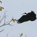 Image of Black Ibis