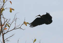 Image of Black Ibis