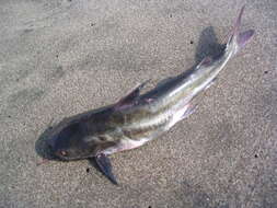 Image of Peruvian sea catfish