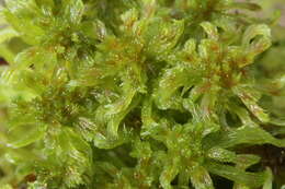 Слика од Sphagnum cuspidatum Ehrhart ex G. F. Hoffmann 1796