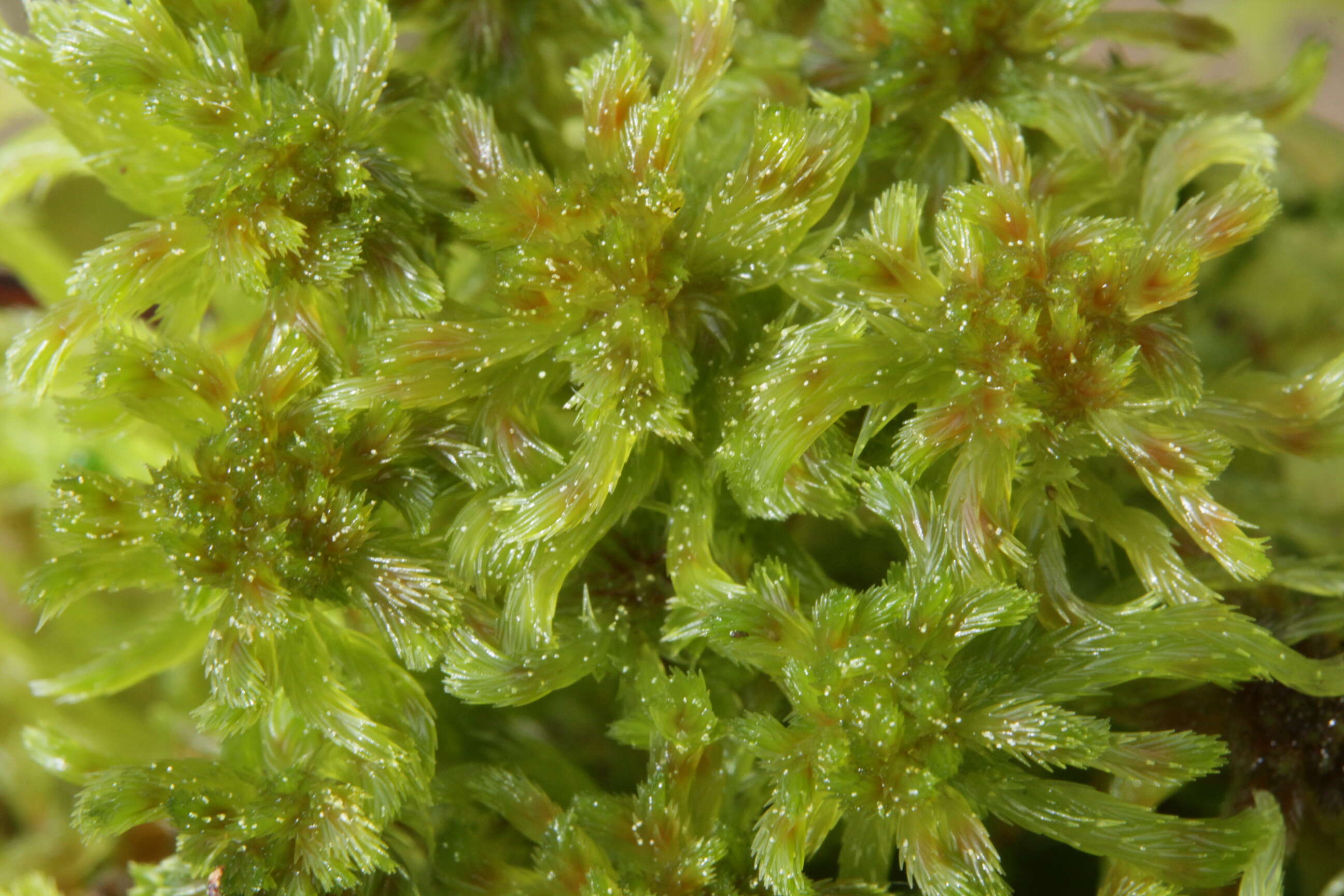 Слика од Sphagnum cuspidatum Ehrhart ex G. F. Hoffmann 1796
