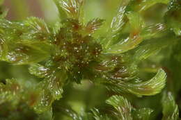Слика од Sphagnum cuspidatum Ehrhart ex G. F. Hoffmann 1796