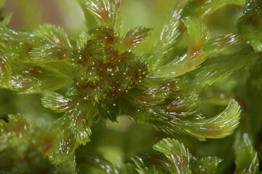 Слика од Sphagnum cuspidatum Ehrhart ex G. F. Hoffmann 1796