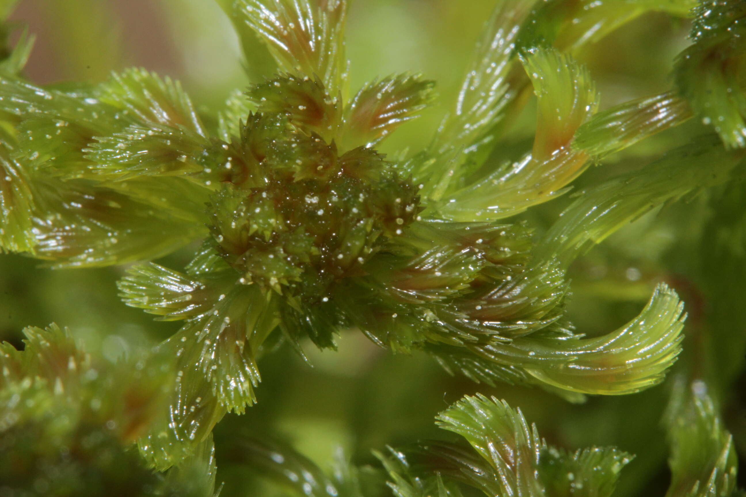 Слика од Sphagnum cuspidatum Ehrhart ex G. F. Hoffmann 1796