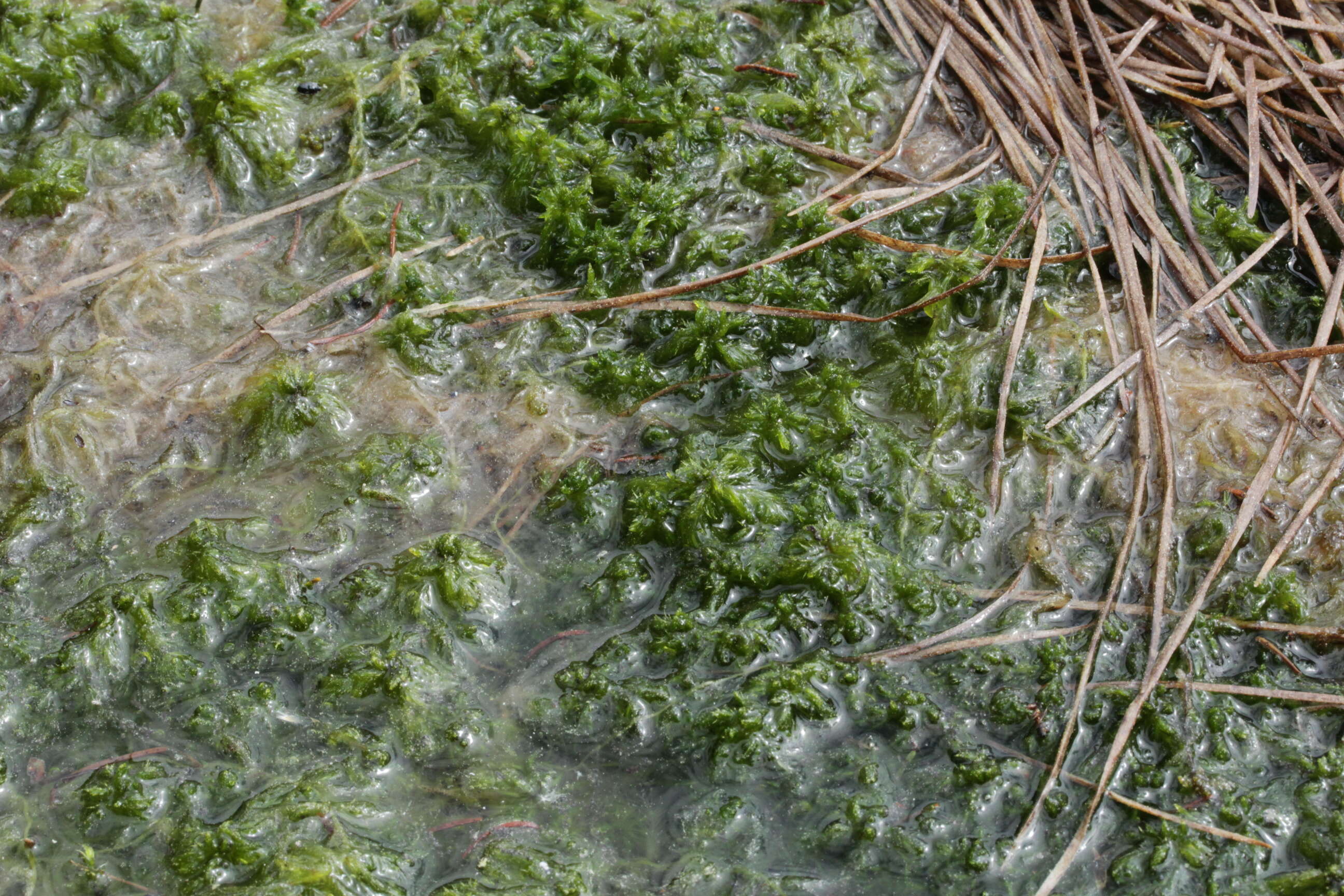 Слика од Sphagnum cuspidatum Ehrhart ex G. F. Hoffmann 1796