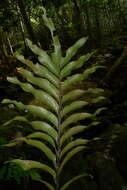 Image of Asplenium oligolepidum C. Chr.