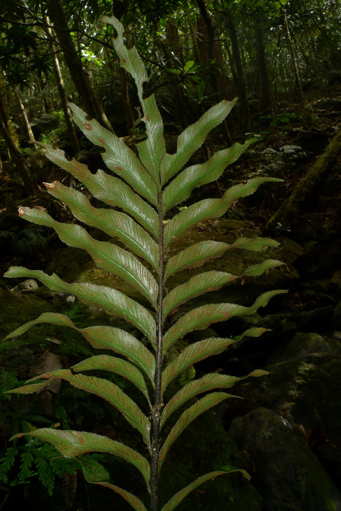 Image of Asplenium oligolepidum C. Chr.