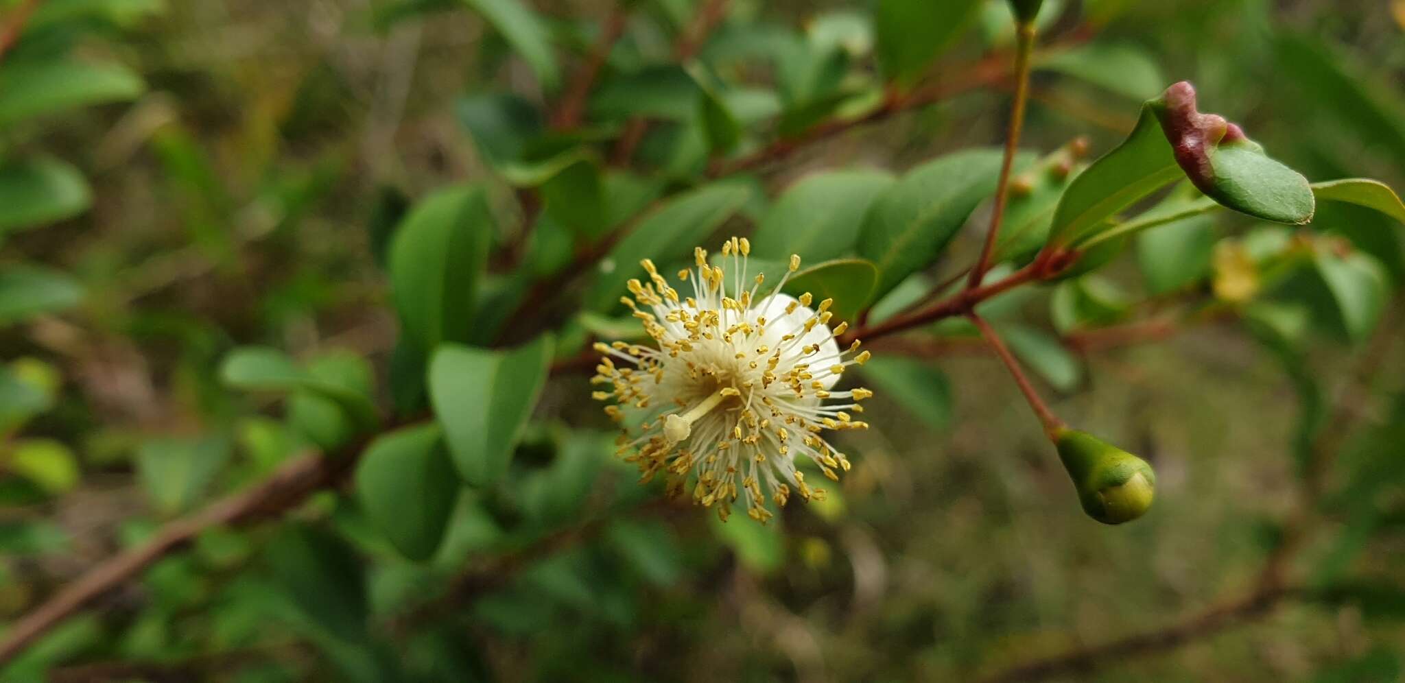 Image of Pilidiostigma rhytisperma (F. Müll.) Burret