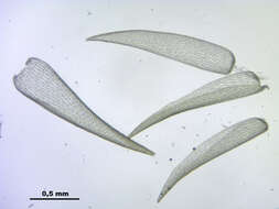 Слика од Sphagnum cuspidatum Ehrhart ex G. F. Hoffmann 1796