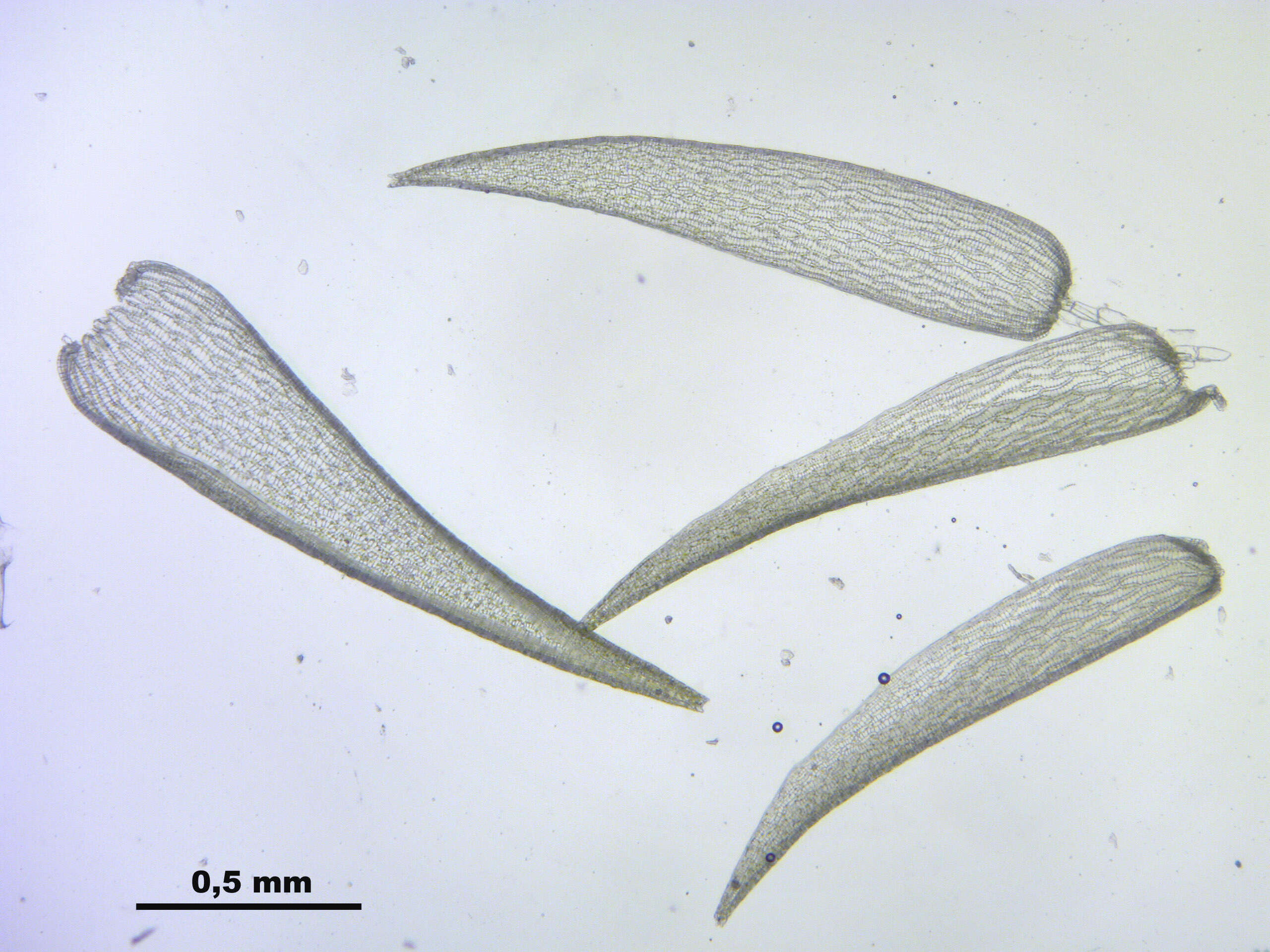 Слика од Sphagnum cuspidatum Ehrhart ex G. F. Hoffmann 1796