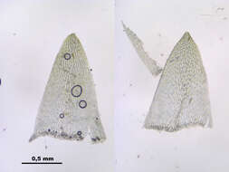 Слика од Sphagnum cuspidatum Ehrhart ex G. F. Hoffmann 1796