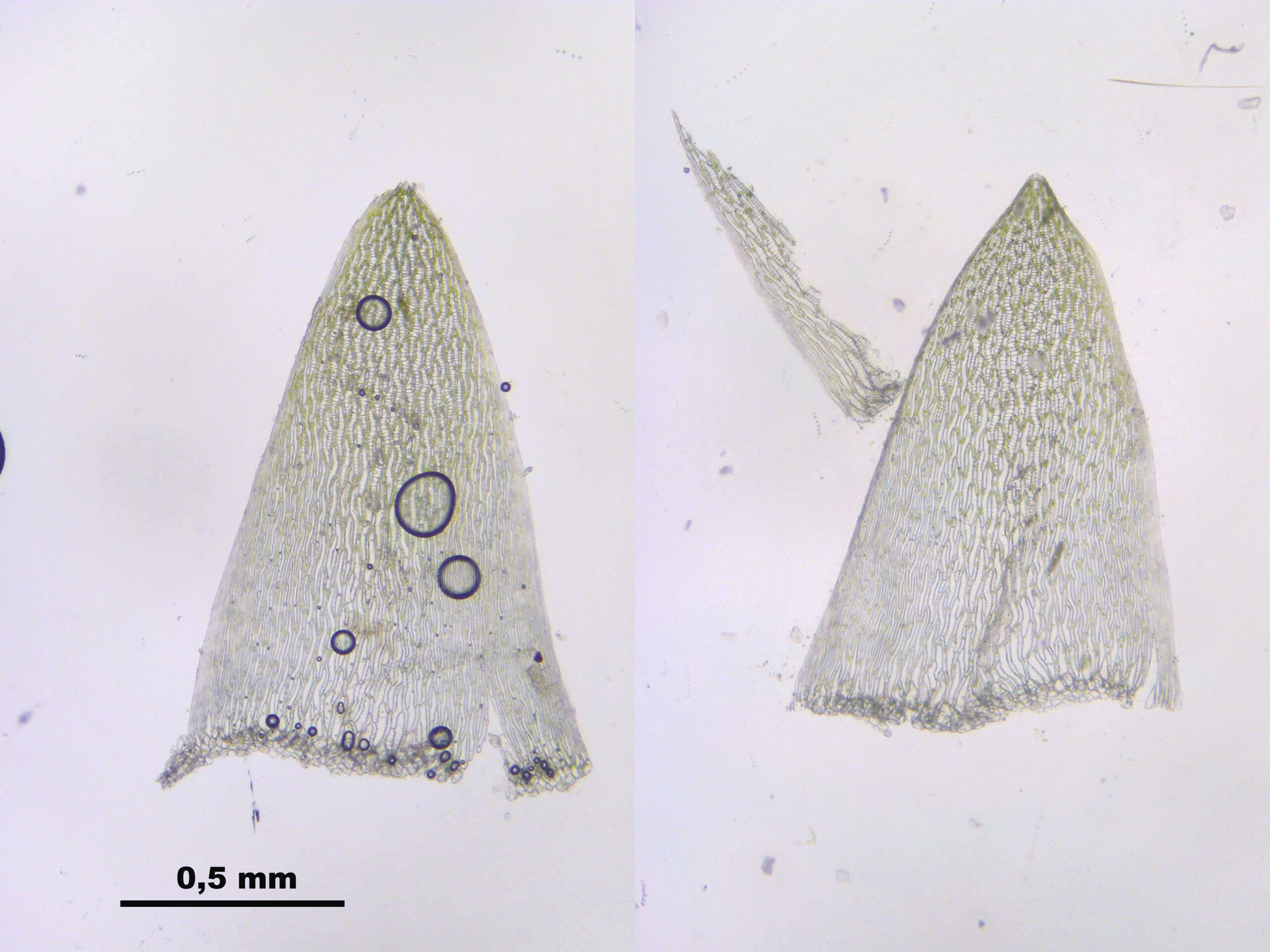 Слика од Sphagnum cuspidatum Ehrhart ex G. F. Hoffmann 1796