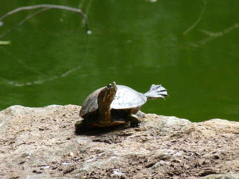 Image of Trachemys callirostris callirostris (Gray 1855)