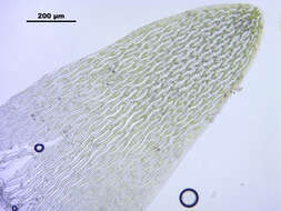 Слика од Sphagnum cuspidatum Ehrhart ex G. F. Hoffmann 1796