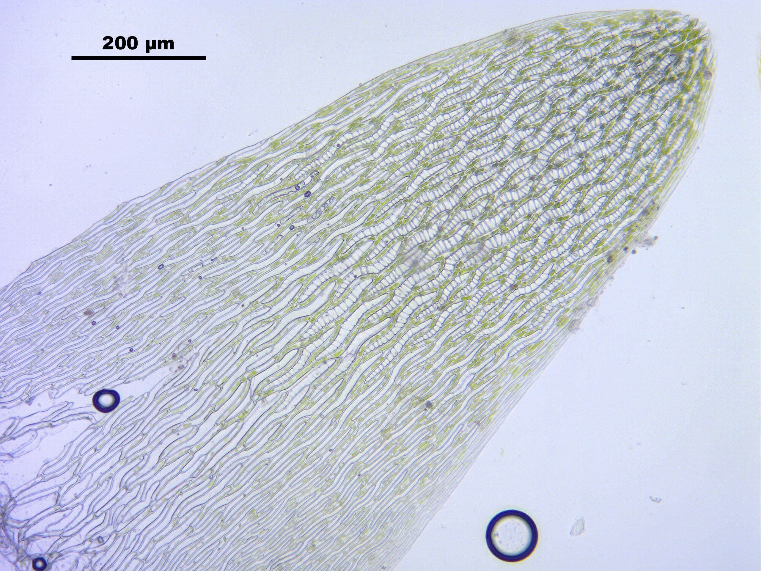 Слика од Sphagnum cuspidatum Ehrhart ex G. F. Hoffmann 1796
