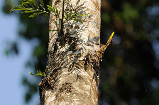 Image of Indian flying lizard