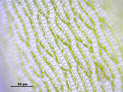 Слика од Sphagnum cuspidatum Ehrhart ex G. F. Hoffmann 1796
